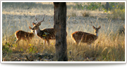 Wildlife Safari Tour