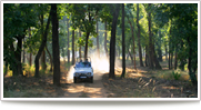 Wildlife Safari Tour