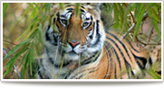 Wildlife Safari Tour