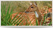Wildlife Safari Tour