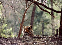 Wildlife Safari Tour
